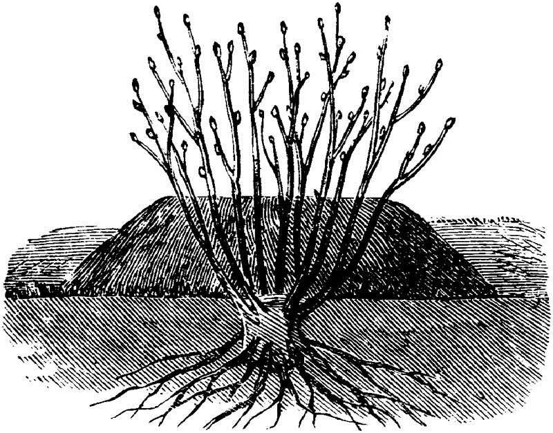 Fig 5STOOL LAYERING THE QUINCE Quinces are considerably increased by a sort - фото 4