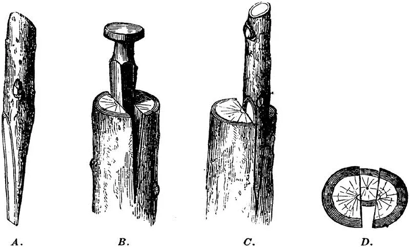 Fig 9DIFFERENT STEPS IN CLEFT GRAFTING A SCION PREPARED FOR SETTING B - фото 7