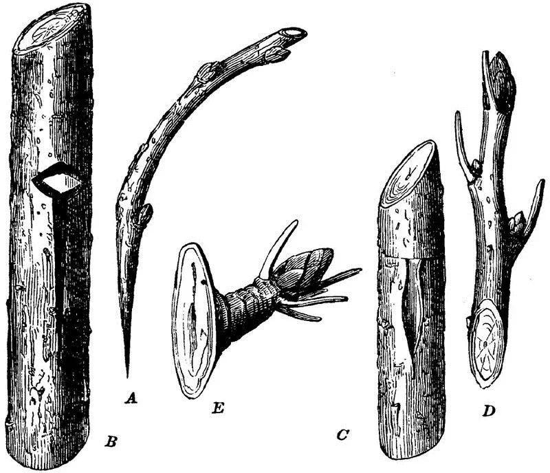Fig 13TWO FORMS OF SIDE GRAFTING A B THE SCION AND STOCK FOR THE - фото 8