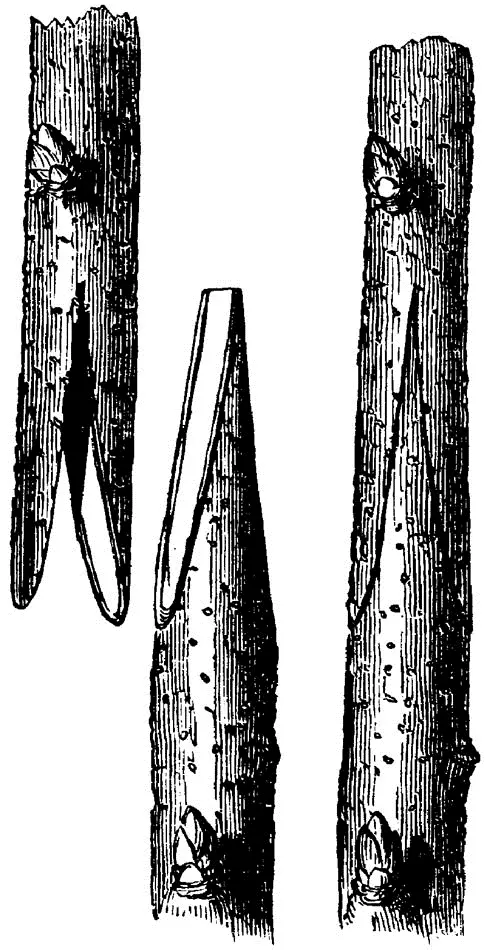 Fig 14SADDLE GRAFTING Saddle Grafting is used only with stocks of small - фото 9