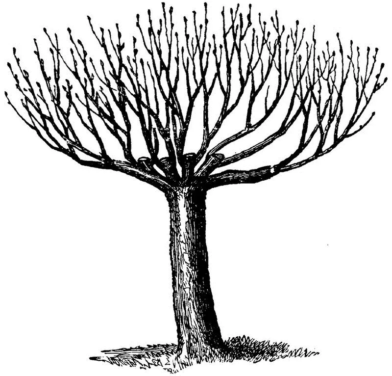 Fig 16RENEWAL OF THE TOP OF AN OLD TREE Grafting in the Nursery is either - фото 10