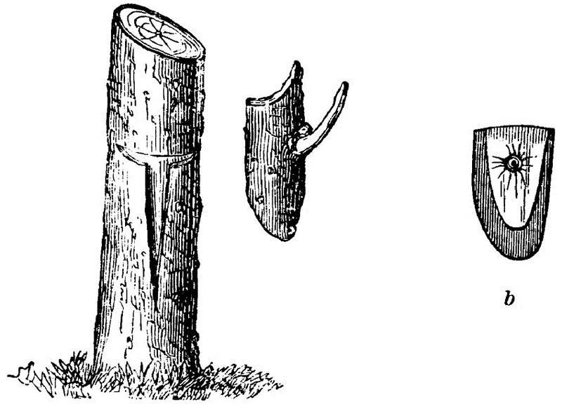 Fig 17BUDDING WITH THE WOOD REMOVED b THE INSIDE OF THE SHIELD SHOWING - фото 16