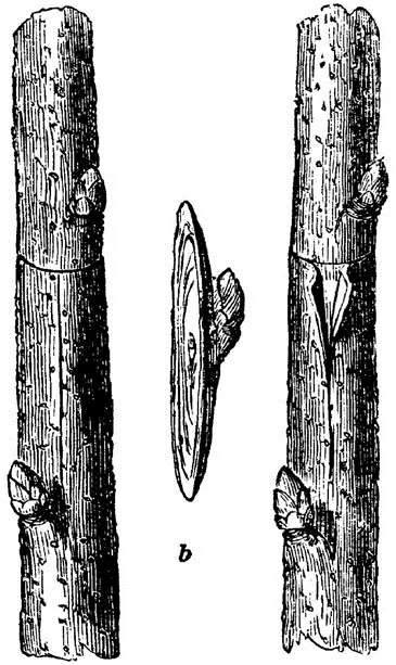 Fig 18AMERICAN BUDDING b THE BUD WITH THE WOOD REMAINING A division of - фото 17