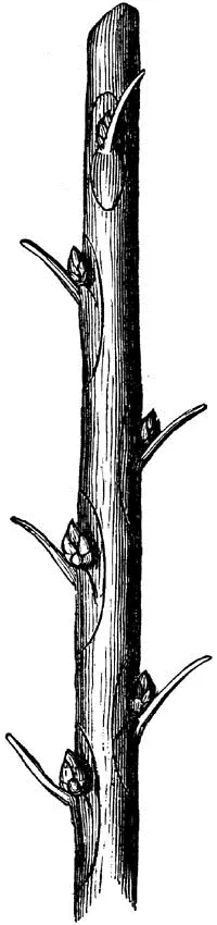 Fig 20STICK OF BUDS Fig 21RING BUDDING Another expedient for - фото 19