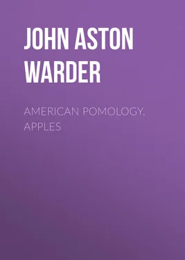 John Aston Warder American Pomology. Apples обложка книги