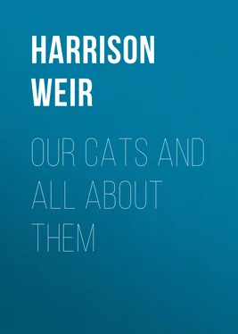 Harrison Weir Our Cats and All About Them обложка книги
