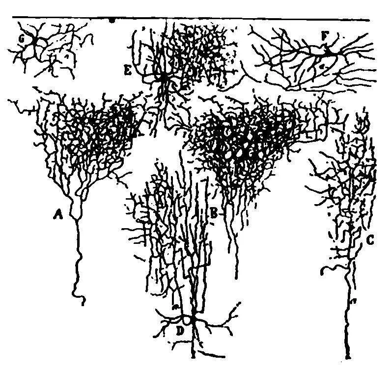Fig 4SERIES OF SECTIONS SHOWING THE FINE NERVE ENDINGS AND BRANCHINGS OF THE - фото 5