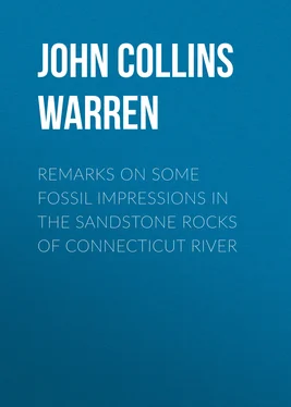 John Collins Warren Remarks on some fossil impressions in the sandstone rocks of Connecticut River обложка книги