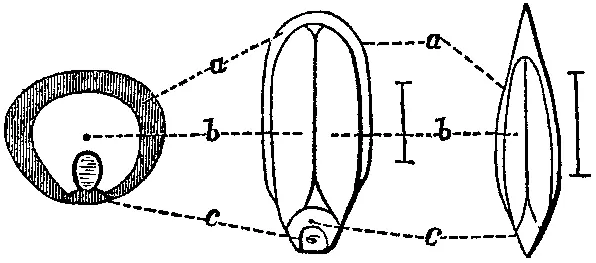 Fig 1 Thus a shows the position of the oil in the outer part of the seedit - фото 3