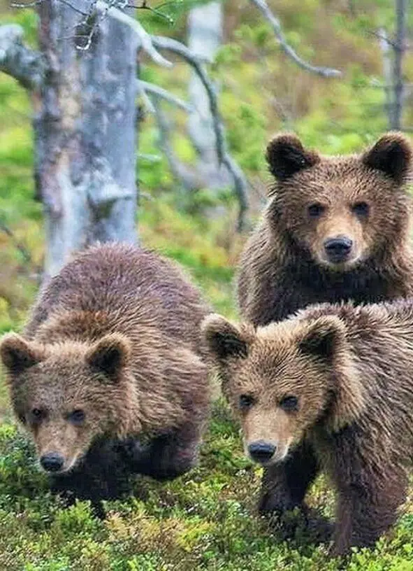 1 Сила природы или о том как можно себя изменить Три медвежонка играли у - фото 1