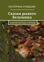 Екатерина Кравцова - Сказки рыжего Бельчонка. И другие рассказы о природе