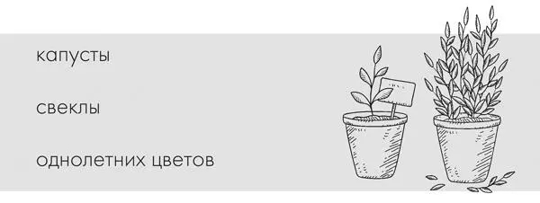 Помимо этого еще и подсаживаю раннюю морковь И это при том что теплица у - фото 2