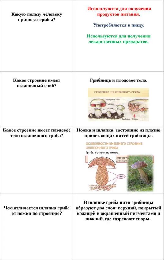 Грибы Флешкарточки для запоминания - фото 11