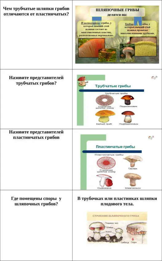 Грибы Флешкарточки для запоминания - фото 13