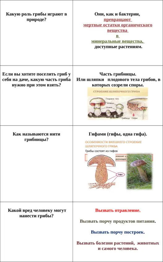 Грибы Флешкарточки для запоминания - фото 9