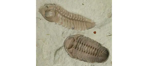 Trilobite Ammonite Stegotsefal - фото 5
