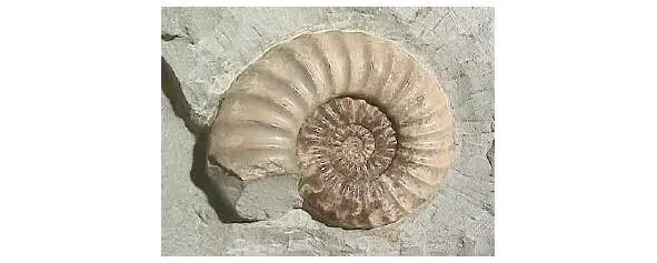 Ammonite Stegotsefal Meganevra reconstruction - фото 6
