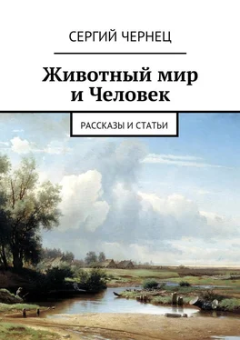 Сергий Чернец Животный мир и Человек. Рассказы и статьи обложка книги