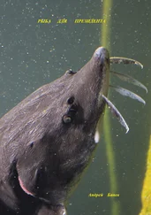 Андрей Бинев - Рыба для президента