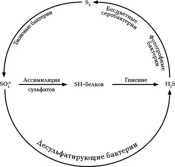 Схема круговорота серы Поэтому бактерии не упускают случая отказаться от - фото 3