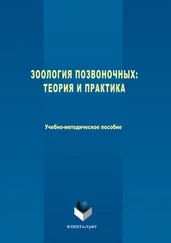 Наталия Погодина - Зоология позвоночных. Теория и практика