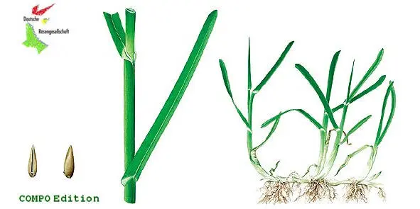Рис 4 Внешний вид мятлика лугового Poa pratensis Овсяница Festuca - фото 5