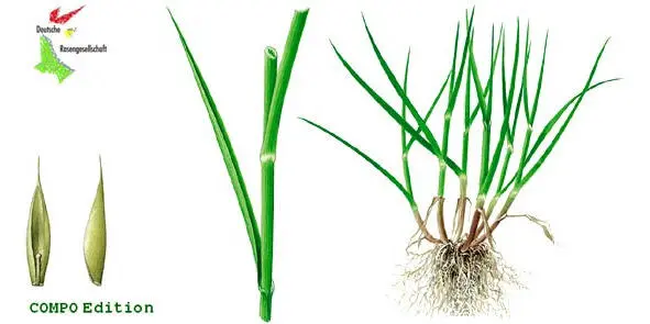 Рис 5 Внешний вид овсяницы красной Festuca rubra Для удобства - фото 6