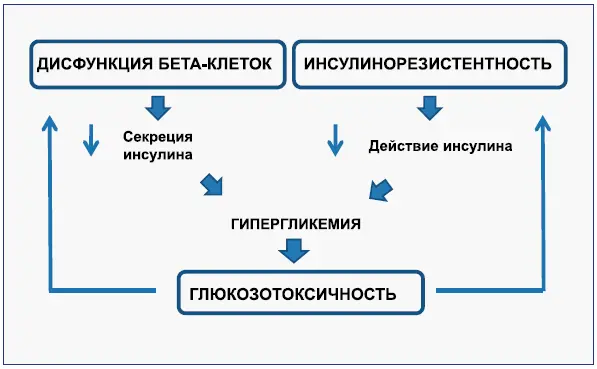 Хорошо известно что βклетки поджелудочной железы играют основную роль в - фото 7