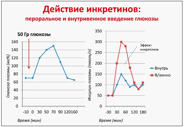 Рис 1 Рис 2 Рис 3 Двухфазная секреция ГПП1 вероятно происходит за - фото 8