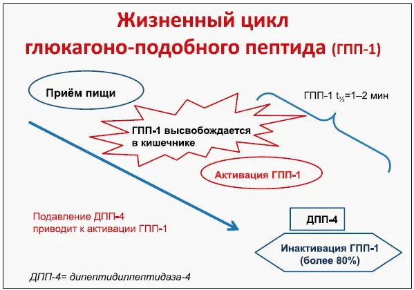 Рис 2 Рис 3 Двухфазная секреция ГПП1 вероятно происходит за счет - фото 9