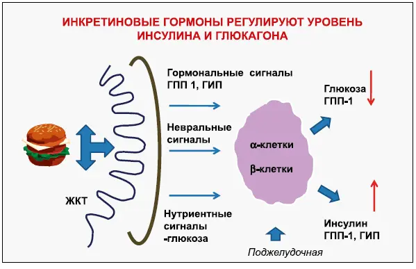 Рис 3 Двухфазная секреция ГПП1 вероятно происходит за счет интеграции - фото 10