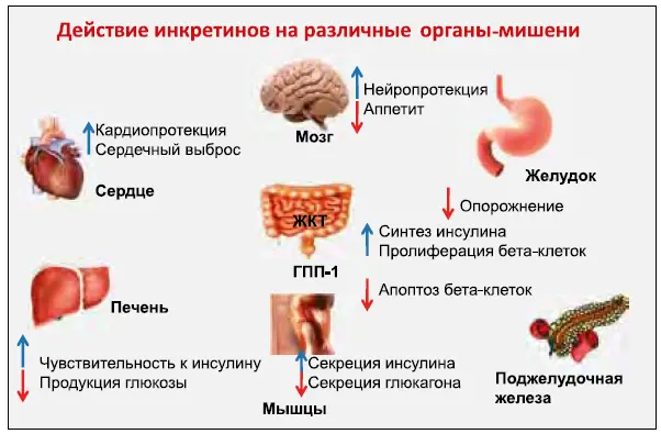Рис 4 Рис 5 Недавно было показано что ГПП1 способен приостанавливать - фото 11