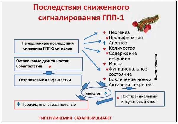 Рис 5 Недавно было показано что ГПП1 способен приостанавливать естественную - фото 12