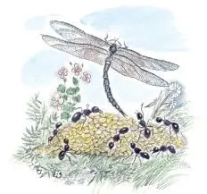 Осенью у муравьёв подмокла пшеница они её сушили Голодная стрекоза попросила - фото 3