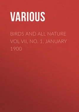 Various Birds and All Nature Vol VII, No. 1, January 1900 обложка книги