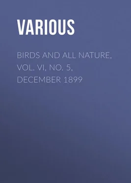Various Birds and All Nature, Vol. VI, No. 5, December 1899 обложка книги