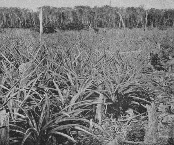 Pineapple Field in Florida The high prices of cordage fibers in 1890 and 1891 - фото 2