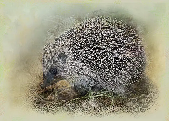 Hedgehogs family In a small village near the forest live family mother - фото 1