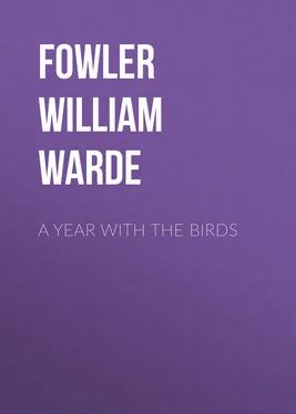 William Fowler A Year with the Birds обложка книги