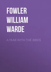 William Fowler - A Year with the Birds