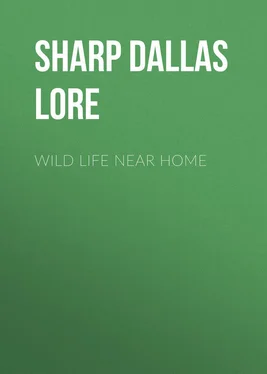 Dallas Sharp Wild Life Near Home обложка книги