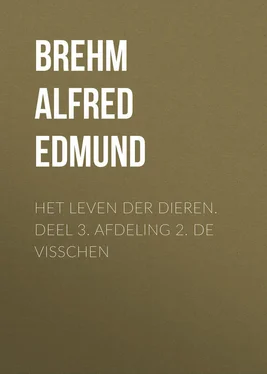Alfred Brehm Het Leven der Dieren. Deel 3. Afdeling 2. De Visschen обложка книги
