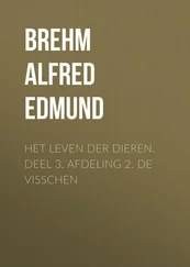 Alfred Brehm - Het Leven der Dieren. Deel 3. Afdeling 2. De Visschen