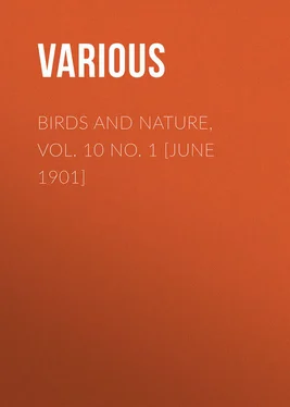 Various Birds and Nature, Vol. 10 No. 1 [June 1901] обложка книги