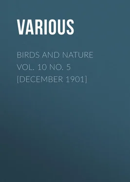 Various Birds and Nature Vol. 10 No. 5 [December 1901] обложка книги