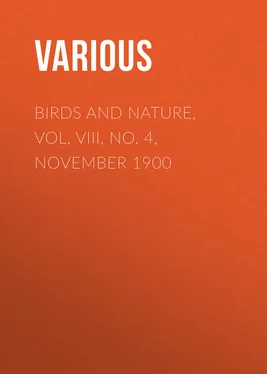 Various Birds and Nature, Vol. VIII, No. 4, November 1900 обложка книги