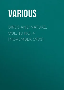 Various Birds and Nature, Vol. 10 No. 4 [November 1901] обложка книги