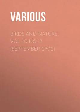 Various Birds and Nature, Vol 10 No. 2 [September 1901] обложка книги