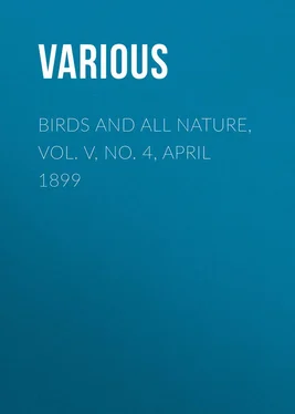 Various Birds and All Nature, Vol. V, No. 4, April 1899 обложка книги