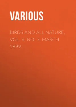 Various Birds and All Nature, Vol. V, No. 3, March 1899 обложка книги